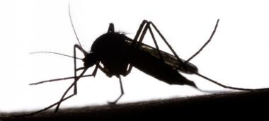 Le gouvernement lance un plan d’action pour tenter d’éradiquer deux nouvelles espèces de moustiques, vecteurs potentiels de maladies.