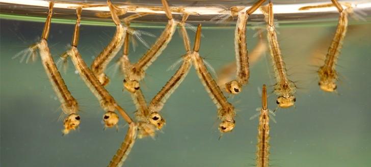 Les arboviroses qui circulent en Nouvelle-Calédonie sont transmises par le moustique Aedes aegypti dont les larves se développent dans de l’eau stagnante claire
