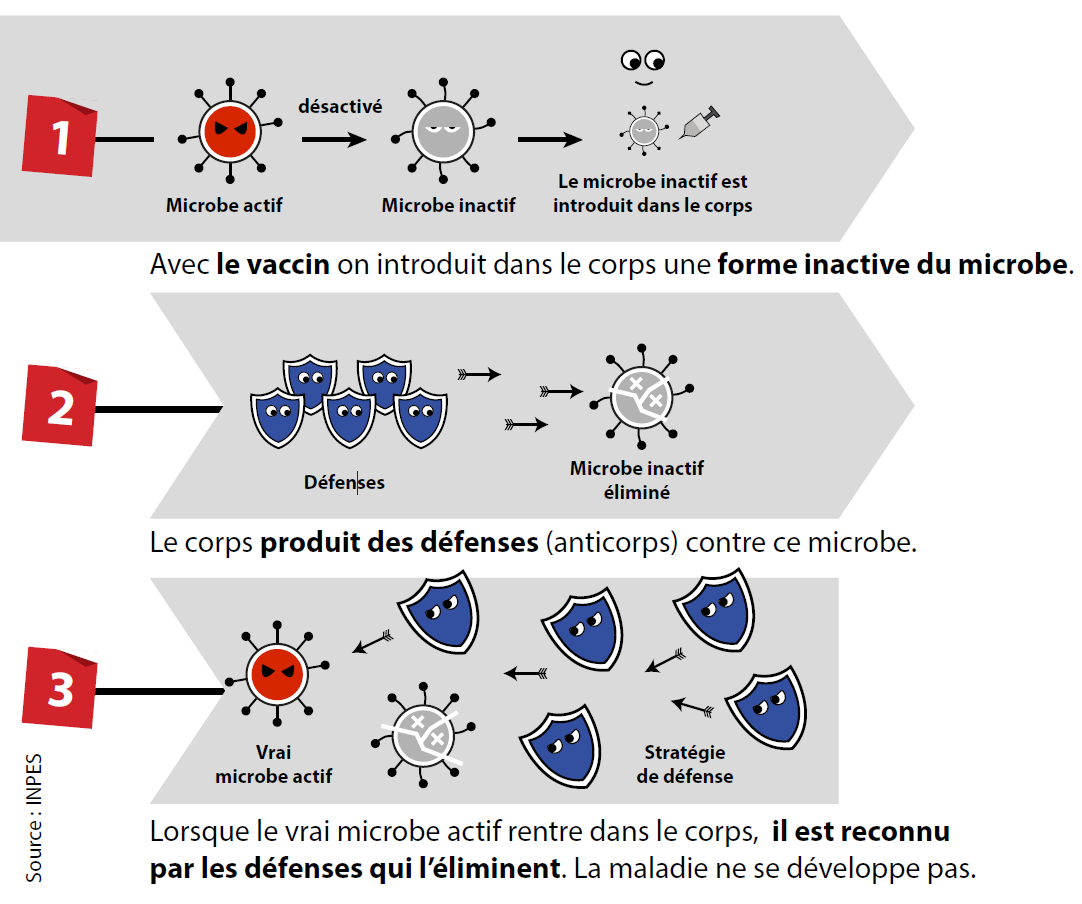 La Vaccination Direction Des Affaires Sanitaires Et Sociales De Nouvelle Caledonie