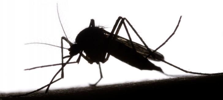Le gouvernement lance un plan d’action pour tenter d’éradiquer deux nouvelles espèces de moustiques, vecteurs potentiels de maladies. Le gouvernement lance un plan d’action pour tenter d’éradiquer deux nouvelles espèces de moustiques, vecteurs potentiels de maladies.